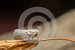 Metcalfa Pruinosa photo