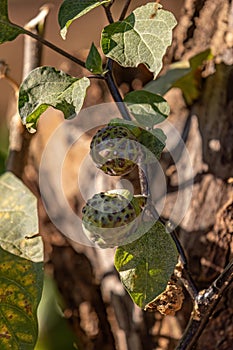 Metel Devil Trumpet Fruit Plant