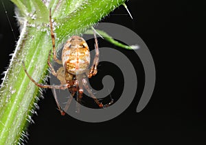 Metellina segmentata