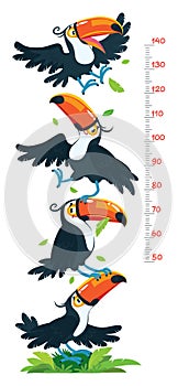 Meter wall or height chart with funny toucans