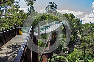 The canopy walkway of Lotterywest Federation Walkway Glass Arched at King`s Park and Botanical Garden in Perth, Australia.