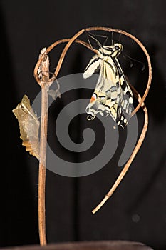 Methamorfozis photo