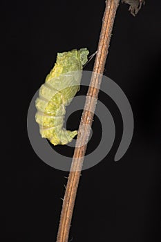 Methamorfozis photo