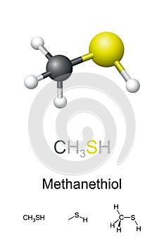 Methanethiol, methyl mercaptan, molecular model and chemical formulas