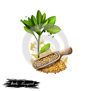 Methi - Fenugreek ayurvedic herb digital art illustration with text isolated on white. Healthy organic spa plant widely used in