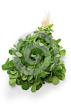 Methi, fenugreek leaves photo