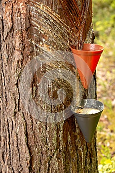 Method of collecting pine resin