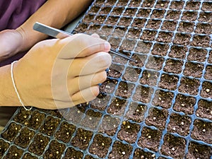 Method to sowing seed.