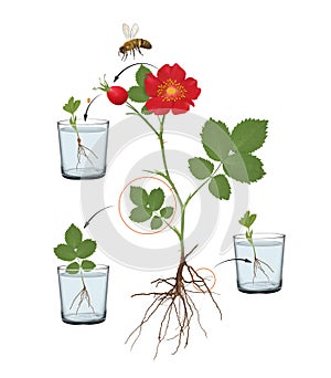 Methods of plant propagation. Reproduction