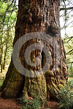 The Methusula Redwood