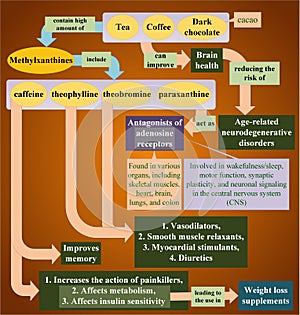 Methylxanthines and their action in relation to the body