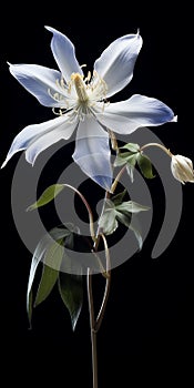 Meticulous Photorealistic Still Life: White And Blue Clematis