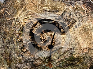 Meticulous tree stump with unprecedented details. photo