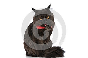Metis cat with black fur is licking her paw