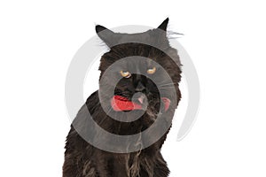 Metis cat with black fur is licking her paw photo