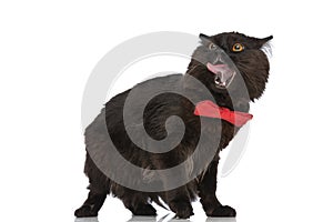 Metis cat with black fur is sticking out her tongue