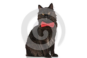 Metis cat with black fur is thinking about something