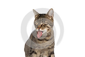 Metis cat feeling disgusted and sticking her tongue out