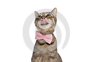 Metis cat licking her nose and wearing a pink bowtie