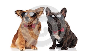 Metis and french bulldog couple wearing sunglasses and bowties