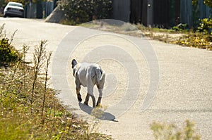 Metis Labrador dog runs into the distance on a sunny day
