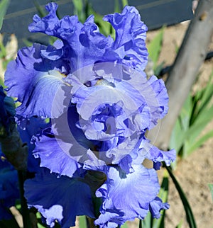 Metoleus Blue Bearded Iris