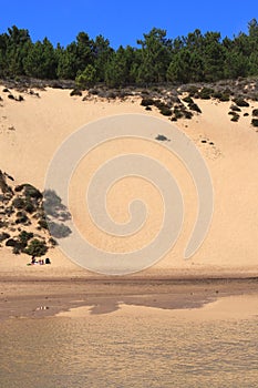 Sand dune and pine forest at Salir do Porto, AlcobaÃÂ§a, Portugal photo