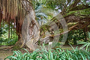 Metresideros Robusta tree in the Botanical Garden Terra Nostra
