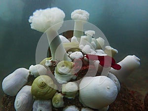 Metridium Fields in Monterey Bay