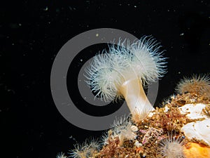 Metridium senile, or frilled anemone. This is a species of sea anemone in the family Metridiidae.