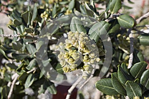 Metrosideros excelsa branch close up