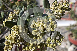 Metrosideros excelsa branch close up