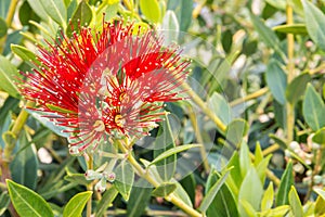 Metrosideros excelsa - New Zealand Christmas tree red flowers in bloom with blurred background