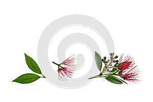 Metrosideros excelsa - new zealand christmas tree red flowers isolated on white background with copy space above