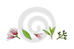 Metrosideros Excelsa - New Zealand Christmas tree red flowers and leaves isolated on white background