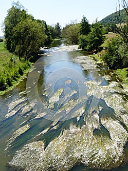 Meuse river and river buttercup in DomrÃ©my la Pucelle in France