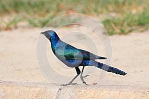 Meve`s starling or meve`s glossy-starling, Lamprotornis mevesii