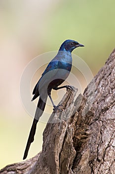 Meves`s Longtailed Starling sitting on side of a tree photo