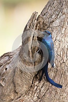 Meves`s Longtailed Starling sitting on side of a tree photo