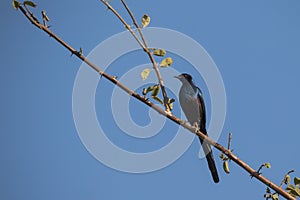 Meves's Starling (Lamprotornis mevesii)