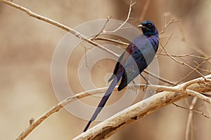 Meves Starling - Lamprotornis mevesii species of metallic colored bird in family Sturnidae, found in Angola, Botswana, Malawi,