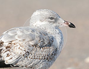 Mew Gull