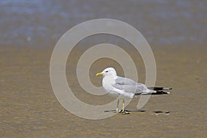 A Mew gull on a beach on a sunny day