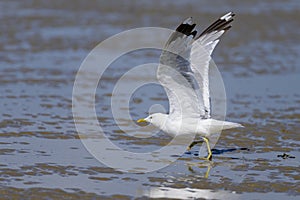 A Mew gull on a beach on a sunny day