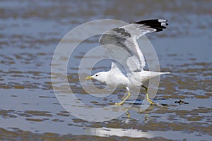 A Mew gull on a beach on a sunny day