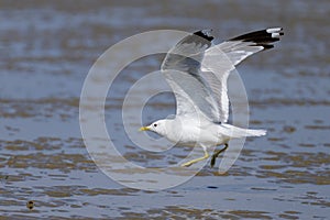 A Mew gull on a beach on a sunny day