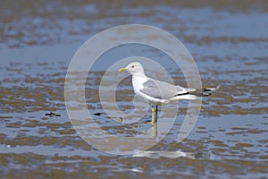 A Mew gull on a beach on a sunny day