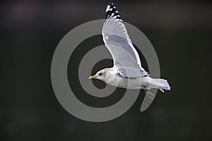 Mew Gull (Larus cans)
