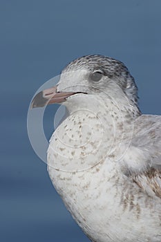 Mew Gull, Larus canus photo