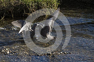 Mew Gulls (larus canus) Fighting
